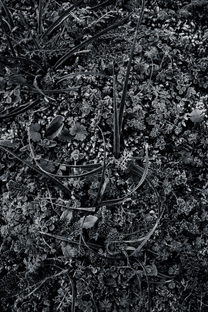 Hypnotique végétal