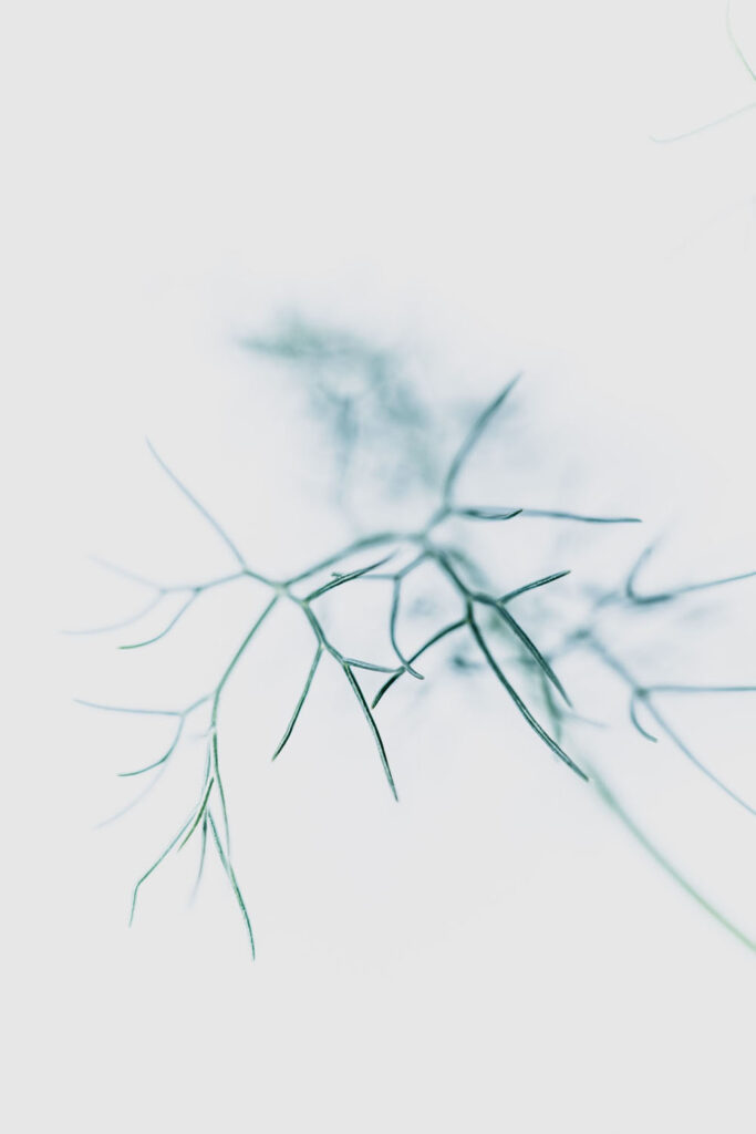 Rencontres photographiques sur le végétal.