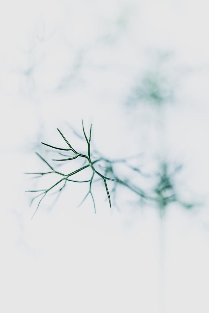 Rencontres photographiques sur le végétal.