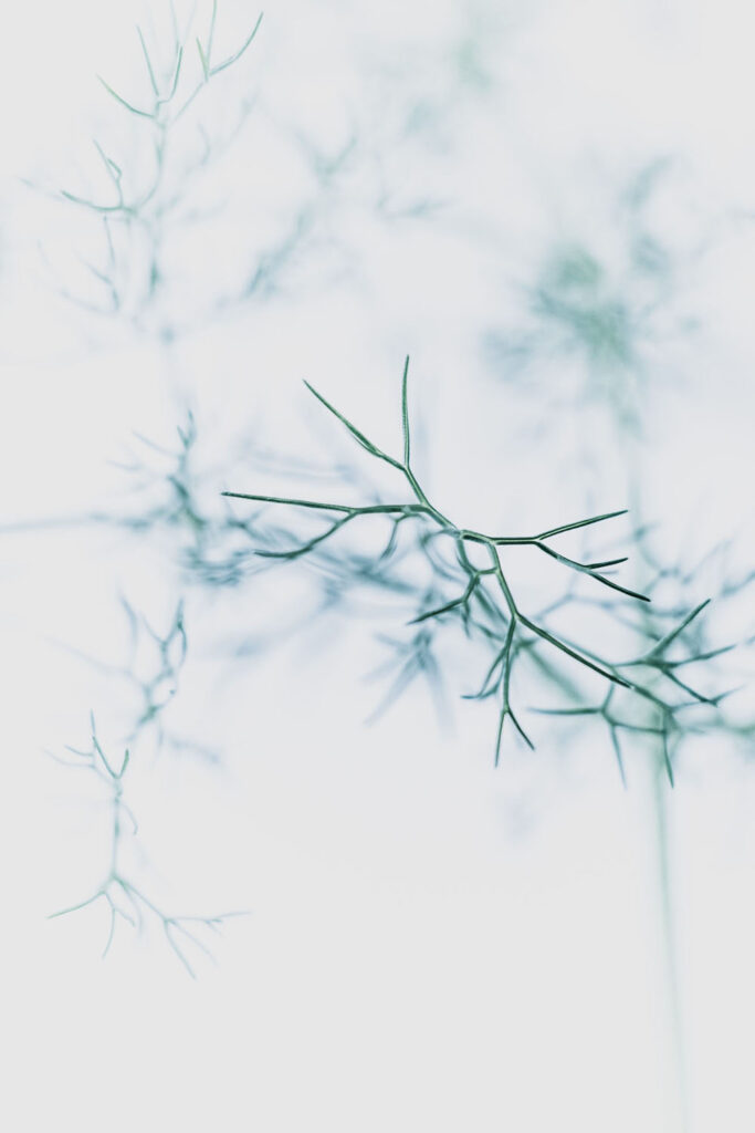 Rencontres photographiques sur le végétal.