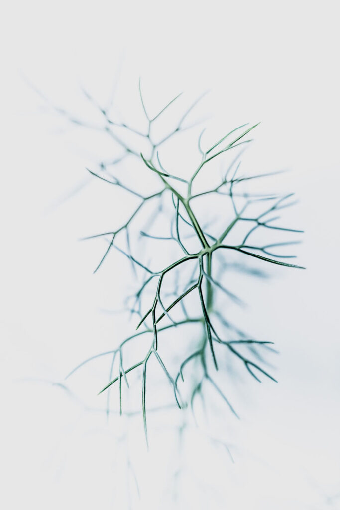 Rencontres photographiques sur le végétal.