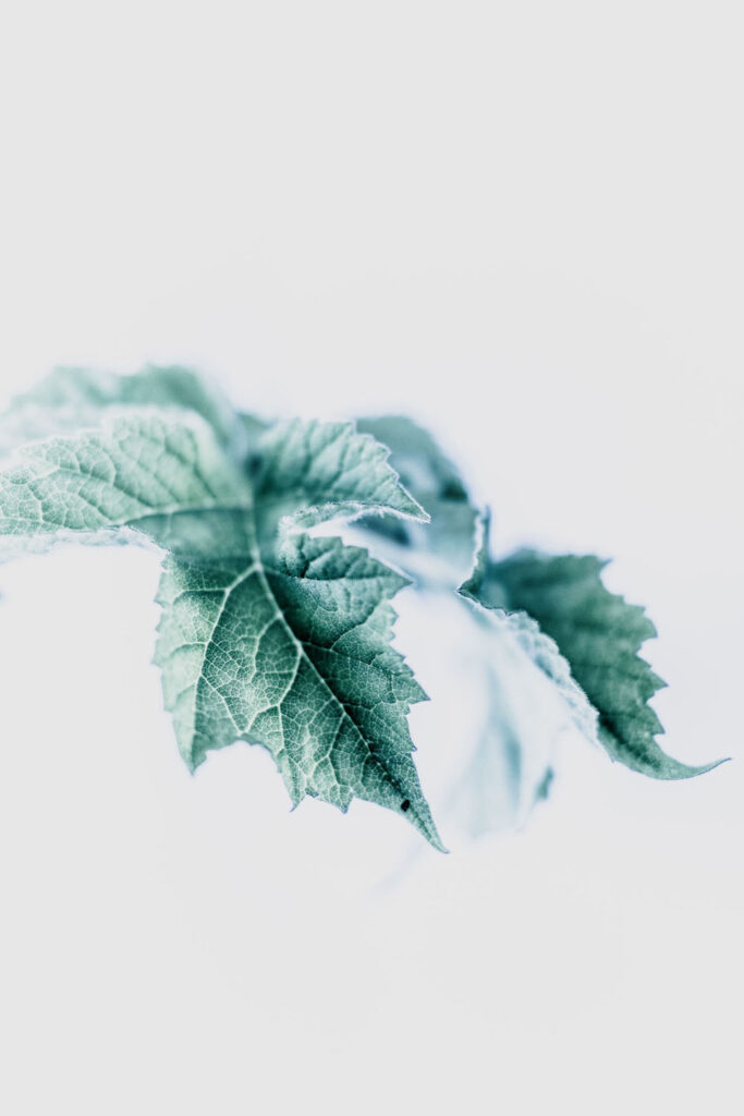 Rencontres photographiques sur le végétal.