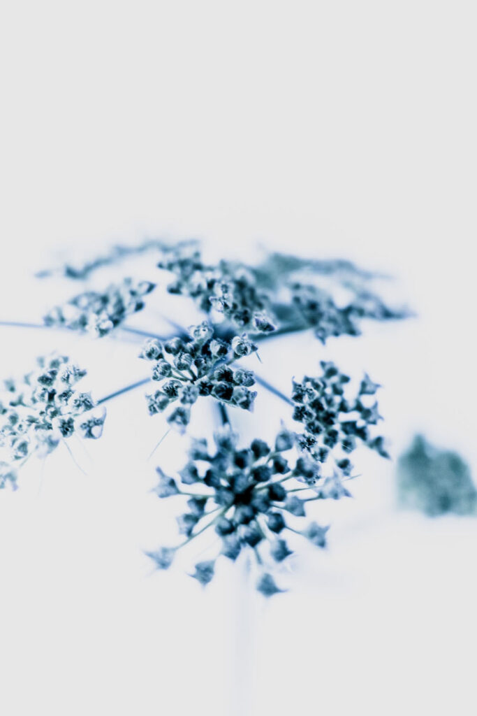 Rencontres photographiques sur le végétal.