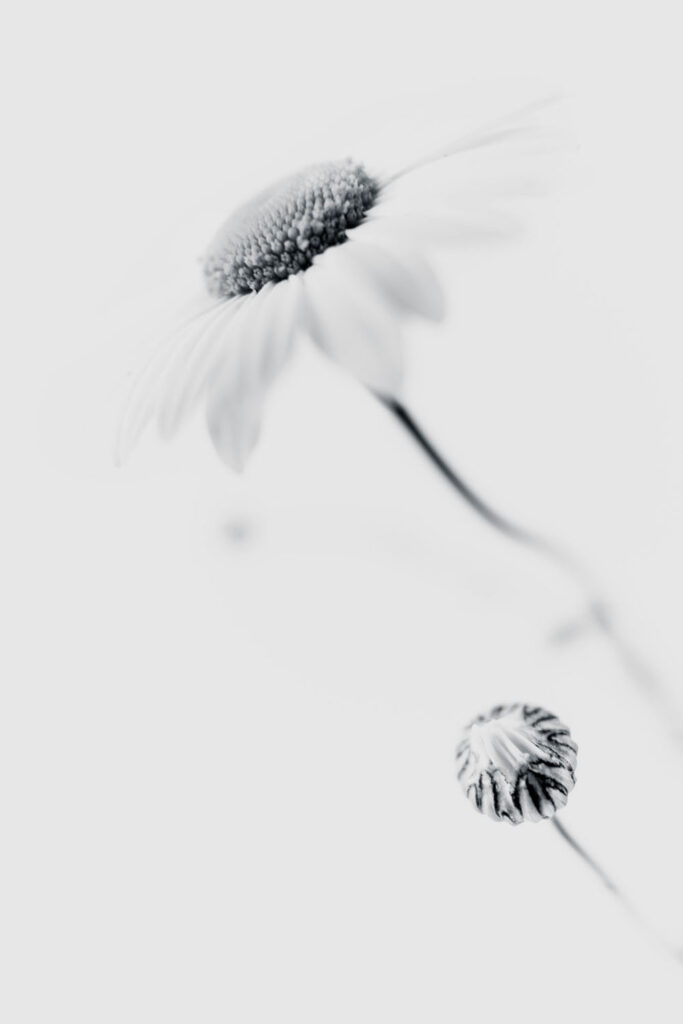 Rencontres photographiques sur le végétal.