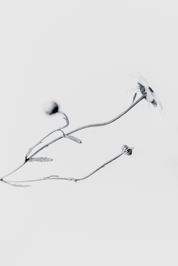 Rencontres photographiques sur le végétal.