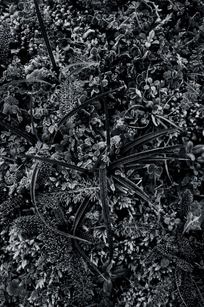 Hypnotique végétal