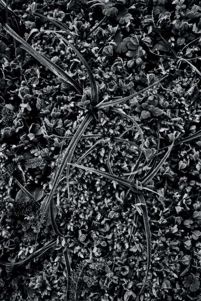 Hypnotique végétal