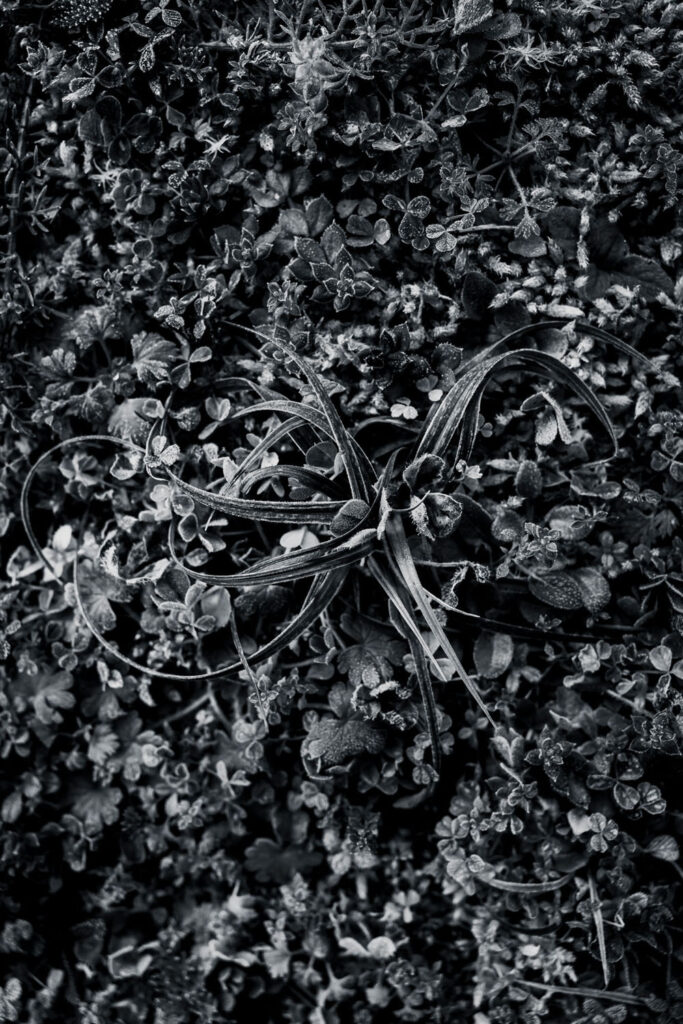 Hypnotique végétal