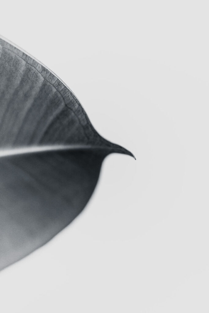 Rencontres photographiques sur le végétal.