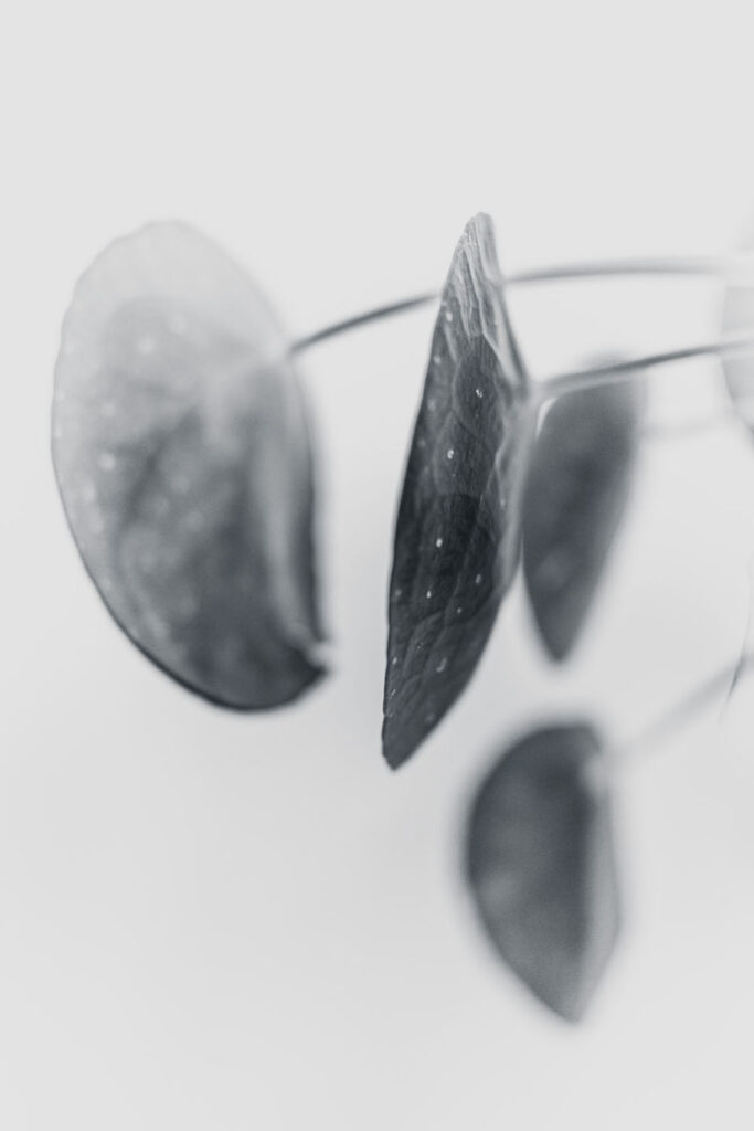 Rencontres photographiques sur le végétal.