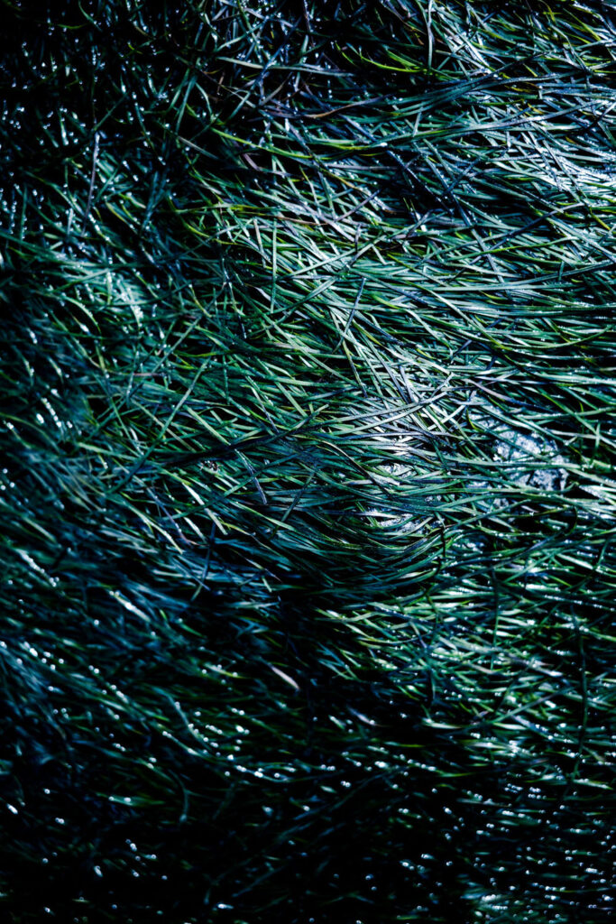 Algues hypnotiques sur la plage de Villa Garcia de Aroussa