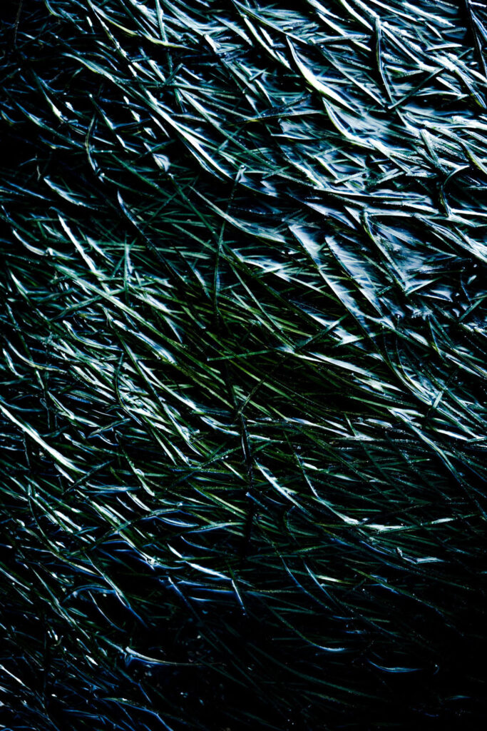 Algues hypnotiques sur la plage de Villa Garcia de Aroussa