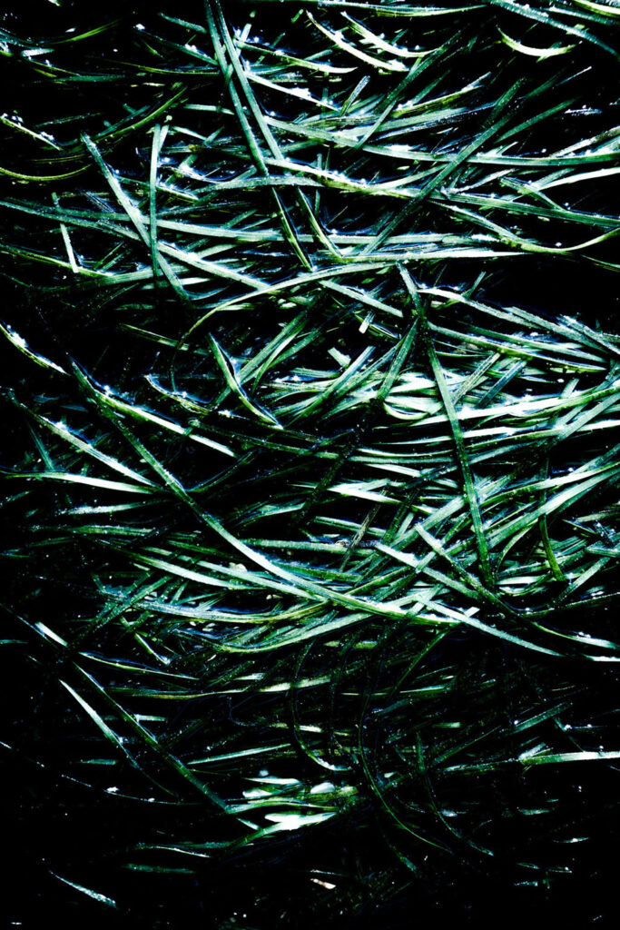 Algues hypnotiques sur la plage de Villa Garcia de Aroussa