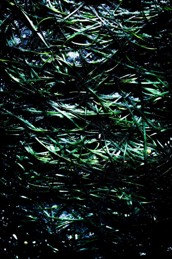 Algues hypnotiques sur la plage de Villa Garcia de Aroussa