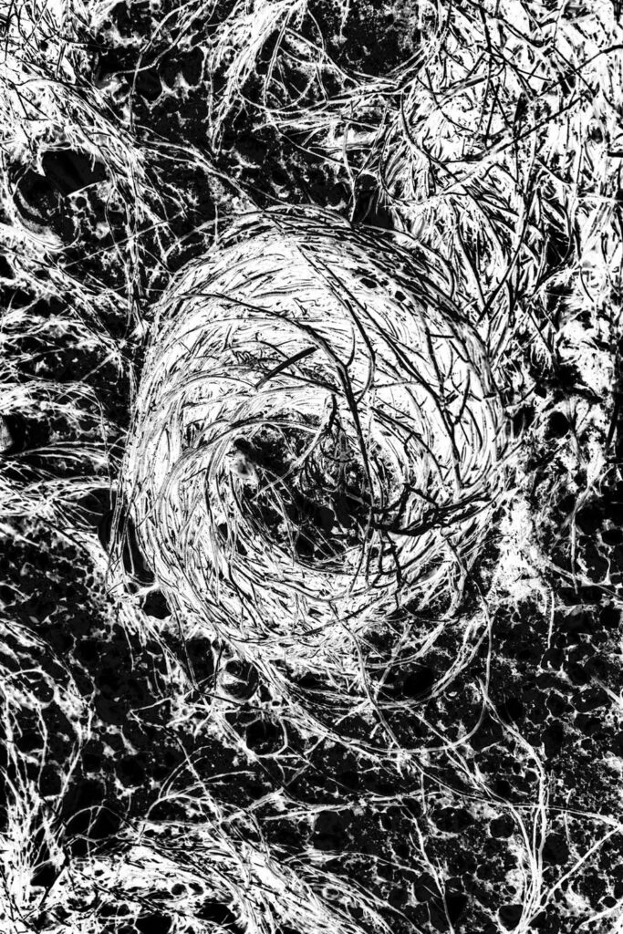 Algues hypnotiques sur la plage de Villa Garcia de Aroussa