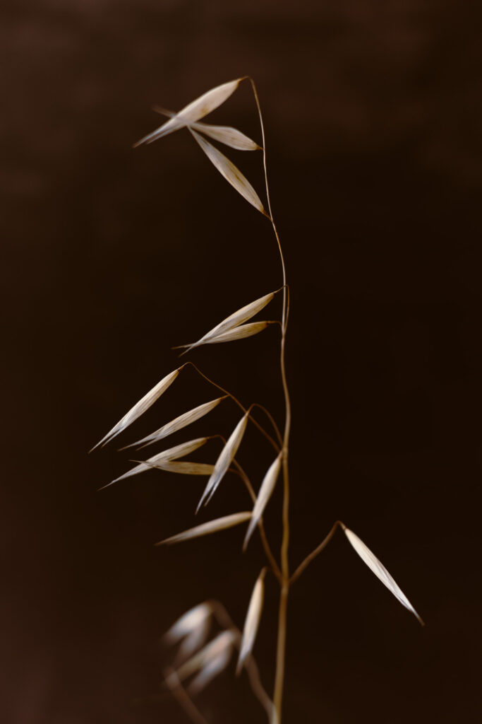 plantes sur fond noir