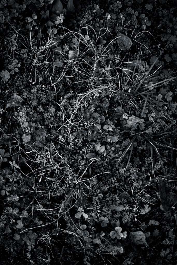 Hypnotique végétal