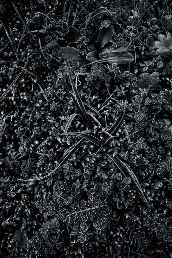 Hypnotique végétal