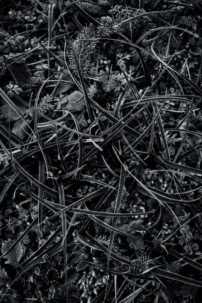 Hypnotique végétal