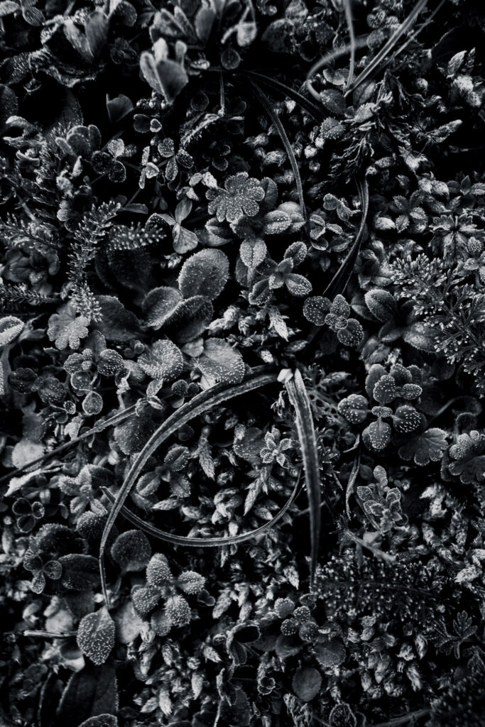 Hypnotique végétal