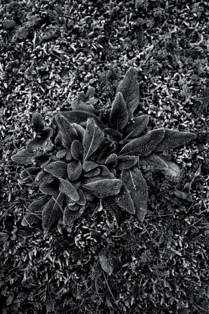 Hypnotique végétal