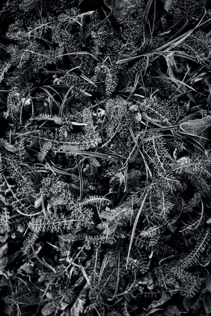 Hypnotique végétal